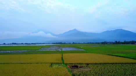 Vista-De-Drones-Del-Campo-De-Arroz-Verde-Con-Fondo-De-Montaña-Y-Colina