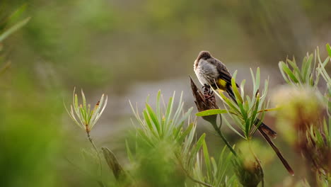 cape sugarbird perched atop protea bush, profile view blurry background