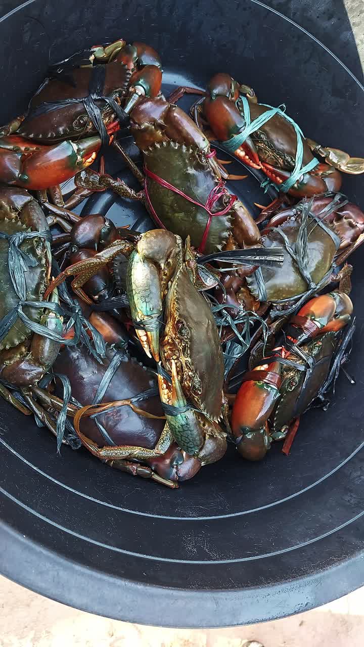Overhead handheld motion to live mud crabs or Scylla serrata in a basin for sale in the local market in Panglao Island, Bohol