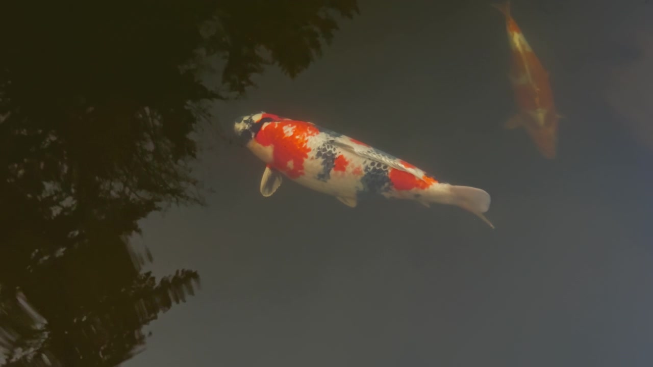 Um único peixe koi colorido laranja, branco, preto e dourado visto de cima nadando em águas calmas de um lago de jardim