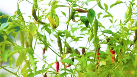 pimientos rojos maduros e inmaduros que crecen en las ramas de los árboles en el jardín de bangladesh