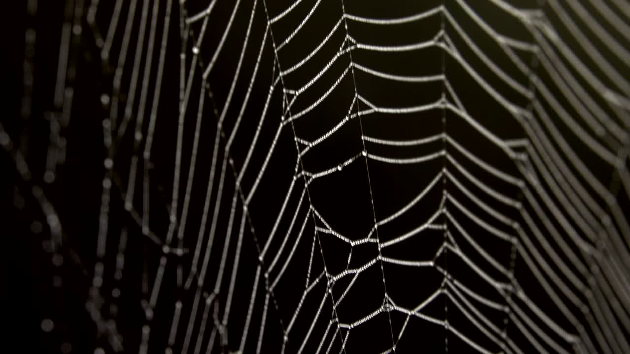 거미줄 한가운데에 있는 거미