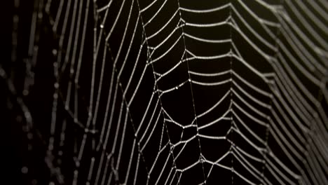 spider in the middle of the spider web
