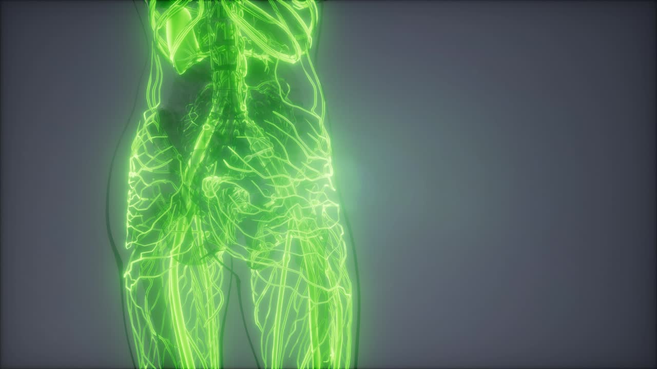 vasos sanguíneos del cuerpo humano