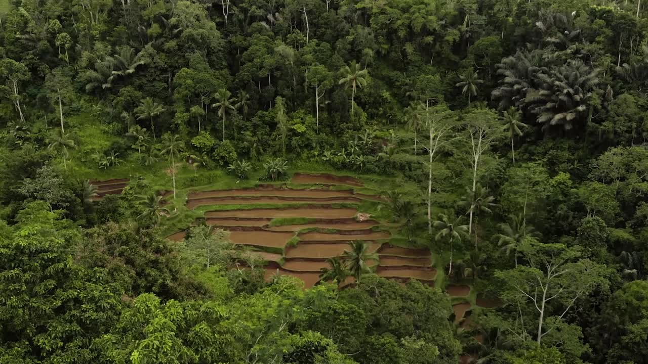 Bali - Forrest Rice Field Drone