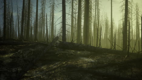 forest recovery after wildfire in a misty morning atmosphere at dawn
