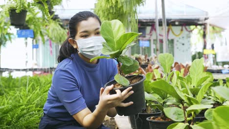 asian woman with masked picks up a fiddle fig plant and looks at it examines it in a plant nursery