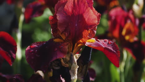 Agradecidas-Flores-Rojas-Altas-De-Iris-Barbudo-Que-Florecen-En-La-Luz-Del-Sol-De-Primavera