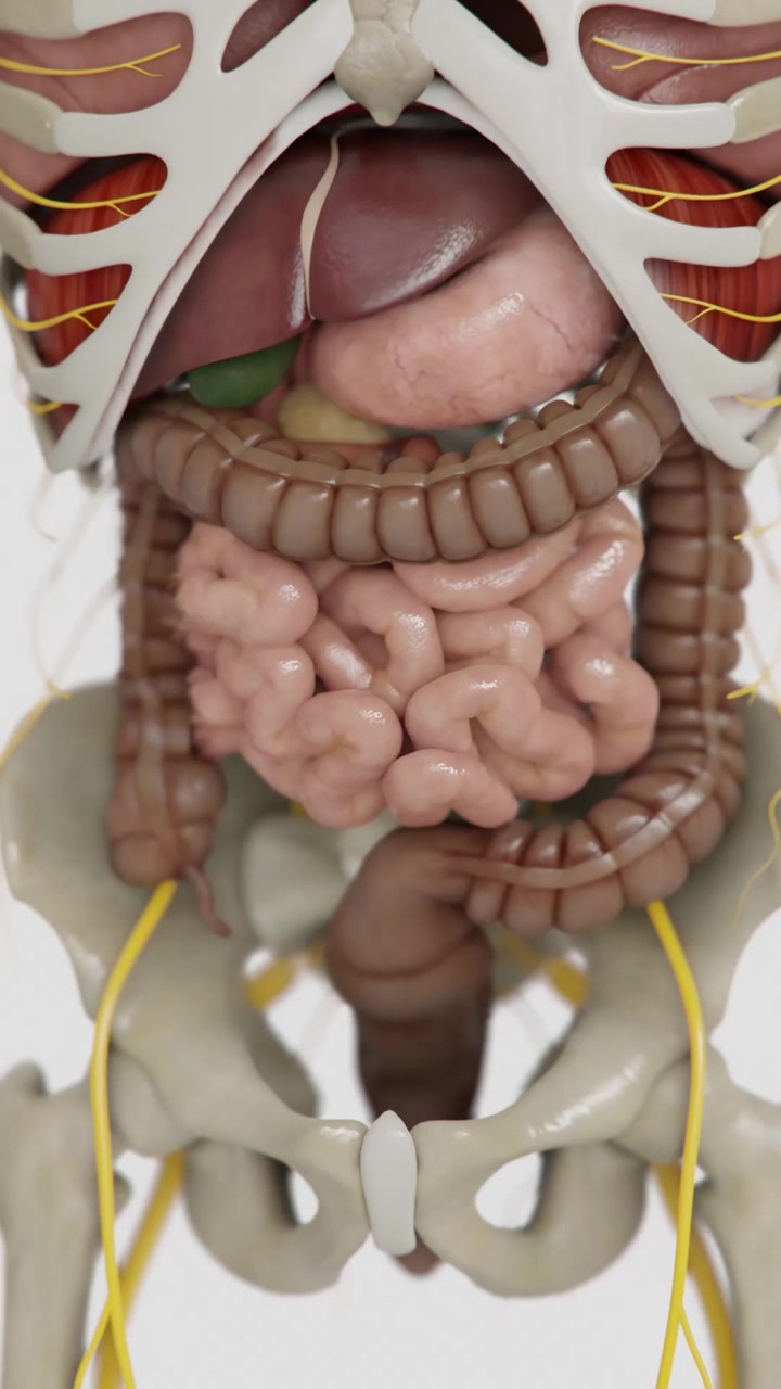 Animazioni sulla formazione del sistema digestivo umano in video verticale | Intestino tenue animato | sindrome dell'intestino irritabile