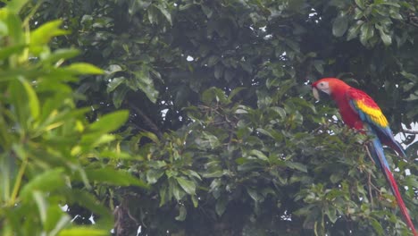 scarlet macaw flies in to land up on the green rain forest foliage of the peruvian amazon, parrot pair landing in tree
