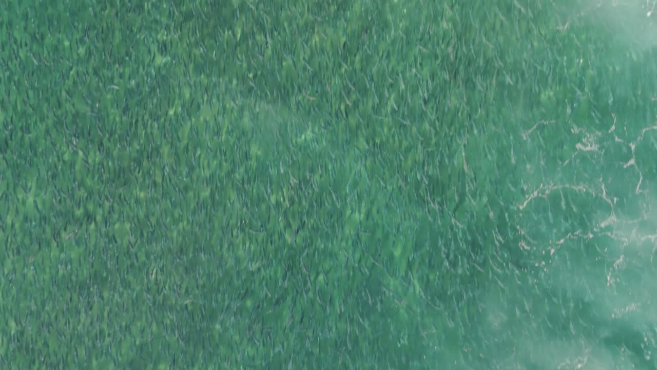 A forward-flying, top-down drone shot over Bondi Beach, Sydney NSW, revealing a massive group of salmon swimming through crystal-clear blue ocean water near the shoreline