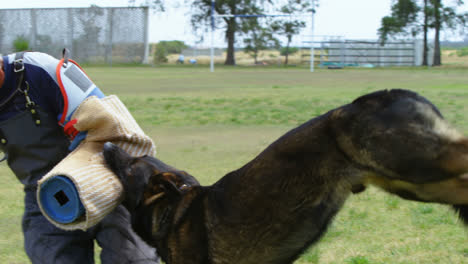 entrenador entrenando a un perro pastor en el campo 4k
