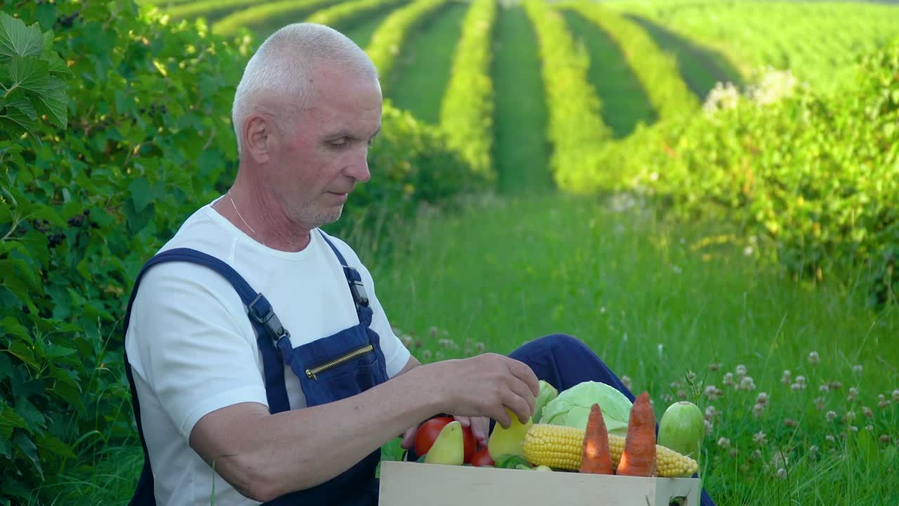 Senior farmer with organic vegetables in autumn season. Fall harvest cornucopia agriculture. Thanksgiving day