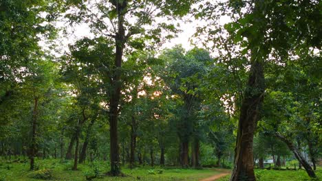 beautiful sunrise light on deep green old growth forest in asia