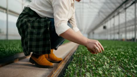 Primer-Plano-De-Una-Mujer-Agricultora-Con-Una-Camisa-Blanca-Colocando-Brotes-En-El-Lugar-Correcto-En-Un-Invernadero-Mientras-Cuida-Y-Cultiva-Plantas-En-La-Granja.