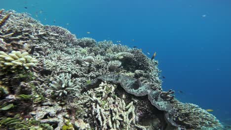 una almeja gigante rodeada de un diverso arrecife de coral