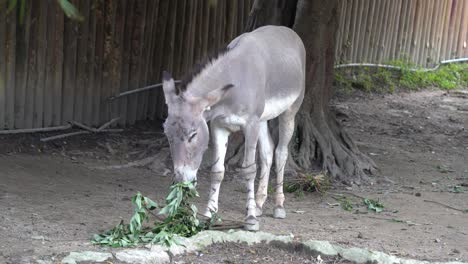 Donkey-feeding-and-eating-leaves-at-the-zoo-wildlife-sanctuary