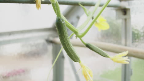 cucumbers in a glass greenhouse while growing