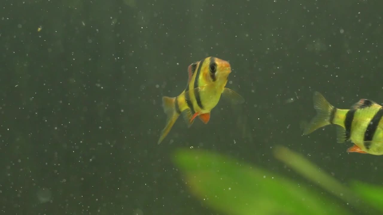 Several tiger barbs are swimming in an aquarium, showcasing their vibrant colors and active behavior