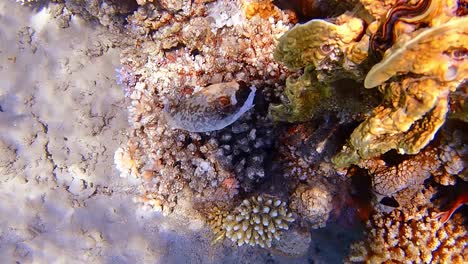 underwater shots while diving on a colorful reef with many fishes.