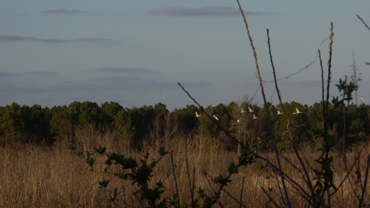 tundra swans in the marsh lands of eastern north carolina 4K