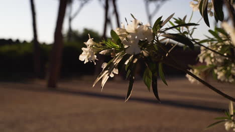 Dolly-Der-Schönen-Wilden-Blume-Im-Park