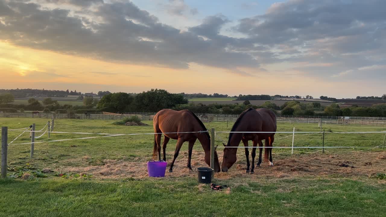 caballos comiendo hierba durante la hora dorada en rugby, warwickshire en el reino unido