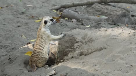 Meerkat Standing Alert on Sand with Dug-Out Soil in Natural Environment