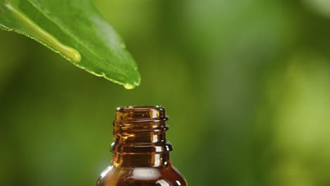 juice dripping from leaf into bottle close-up, plant oil. making aroma serum on green background. dropping liquid extract, skincare routine, treatment essence oil, spa concept. traditional medicine