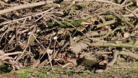 Pile-Of-Dry-Woods-With-Green-Moss-In-The-Garden-During-A-Sunny-Day-Of-Winter---close-up,-slider-shot