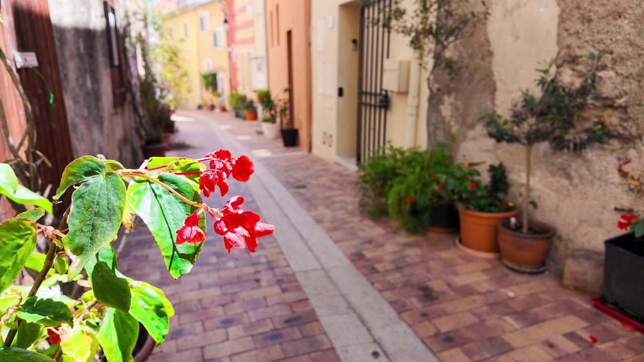 Close-up of red flowers in a narrow cobblestone alley with shallow depth of field