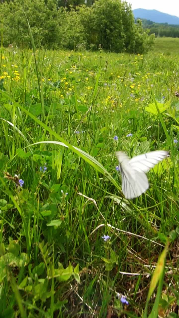 White Butterfly in a Meadow