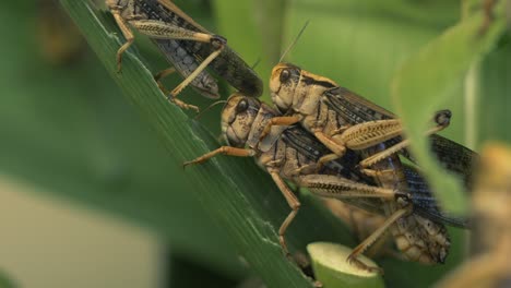 couple of grasshoppers sitting on plant during pairing period