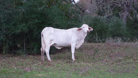 a white cow stands in the pasture