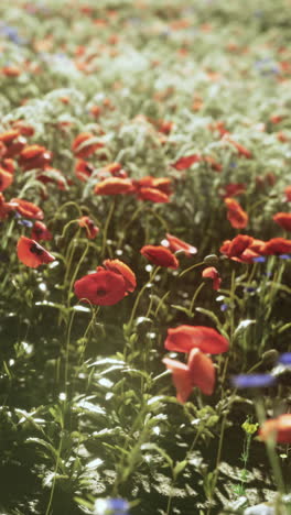 red poppies in a field