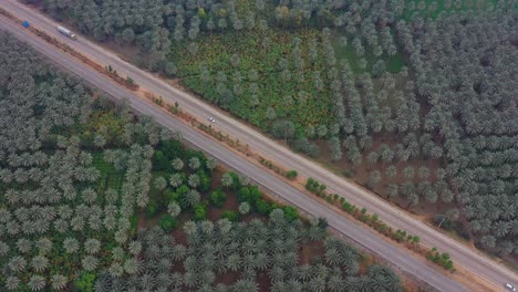 Palmeras-A-Lo-Largo-Del-Lado-De-La-Carretera-Indus-Cerca-De-Sukkur,-Pakistán-Vista-Curva-De-La-Carretera-Indus-Con-Palmeras-Cerca-De-Khairpur-Sindh-Vista-Aérea-De-Palmeras-En-Sindh-Pakistán