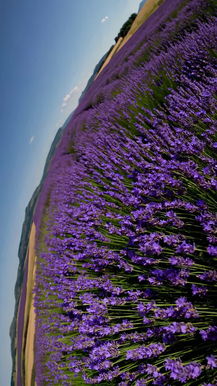 Una splendida ripresa video grandangolare di un vibrante campo di lavanda sotto un cielo blu limpido.