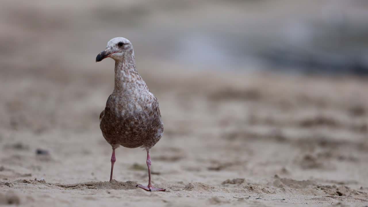 Måge leder efter mad på stranden ved Point Dume State naturreservat strandpark i Malibu, Californien
