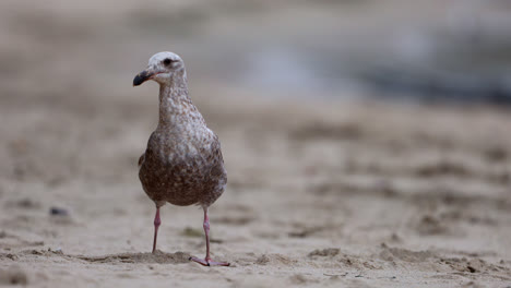 Seagull-looks-around-beach-for-food-at-Point-Dume-State-nature-preserve-beach-park-in-Malibu,-California