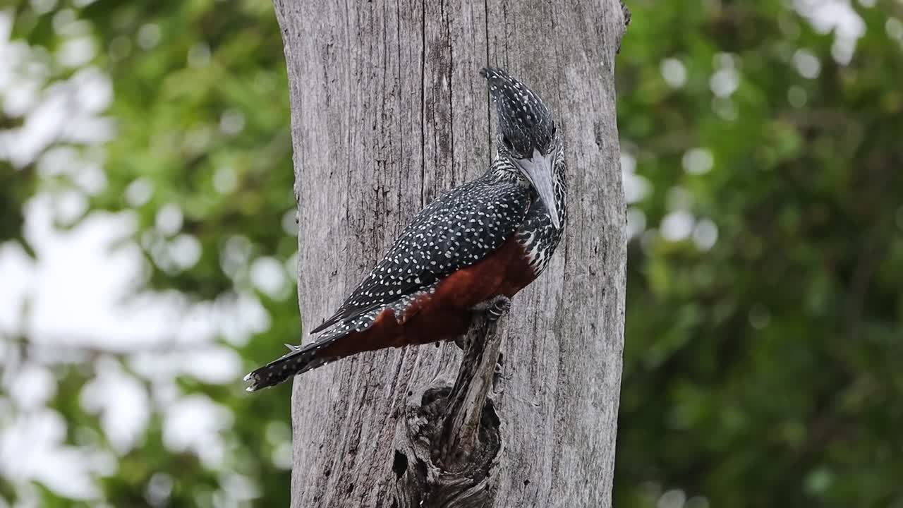 Upward side view of distinctive female giant kingfisher perched on broken branch
