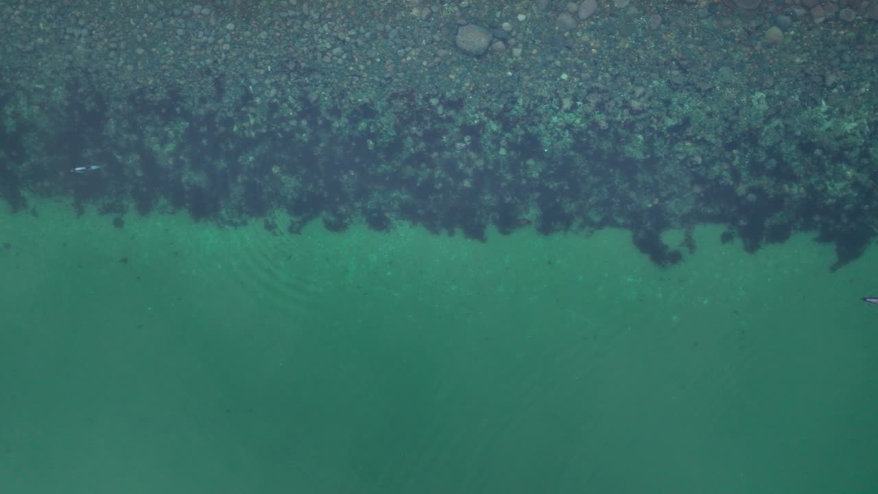 산호초 를 지나 바다 표면 에서 헤엄치는 남쪽 돌고래 한  ⁇  의 공중 뷰