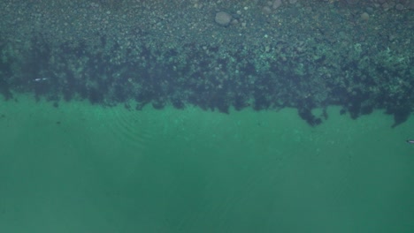 Aerial-Overhead-View-Of-Pair-Of-southern-dolphin-Swimming-On-Ocean-Surface-Past-Coral-Reef