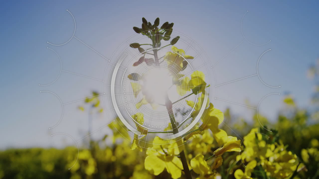 Animation overlaying digital interface on yellow flowers in sunlight scene