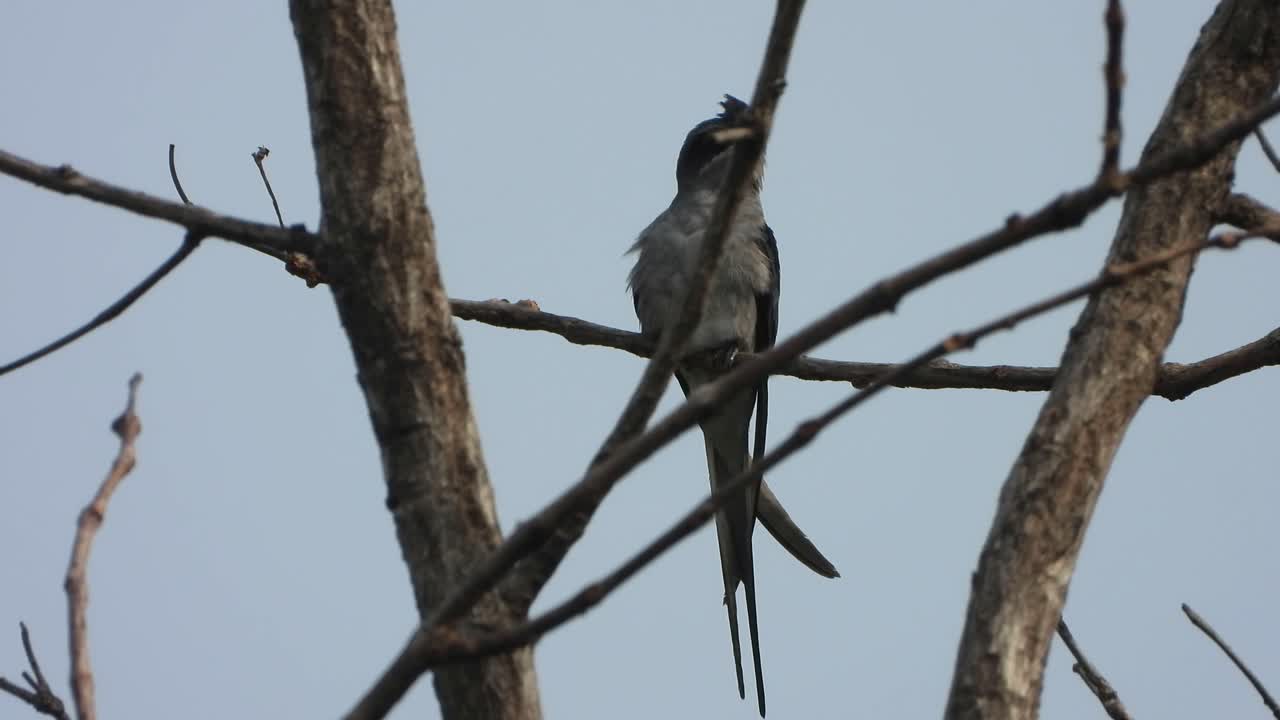 crested treeswift - pájaro en el árbol