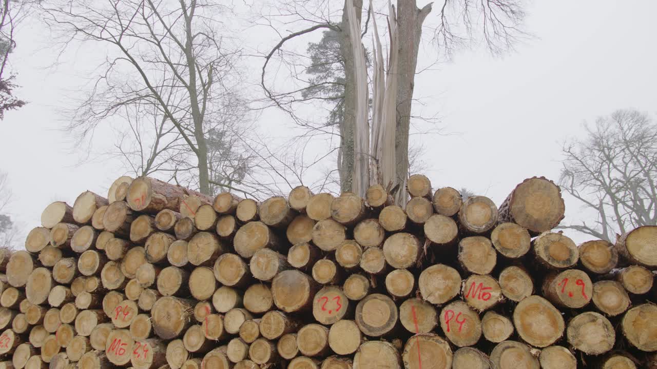 Felled trees are piled up in a heap. Behind it is a split tree. Sliding shot.