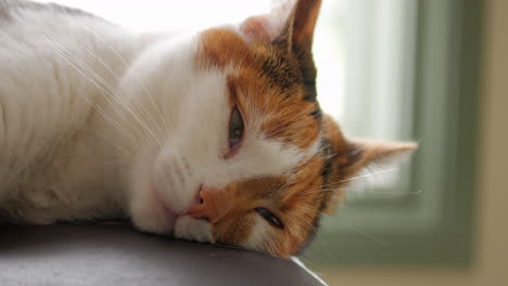 domestic tortoiseshell cat looking sleepy laying inside near a window