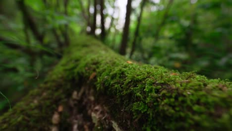 moss on fallen log, push out, close up