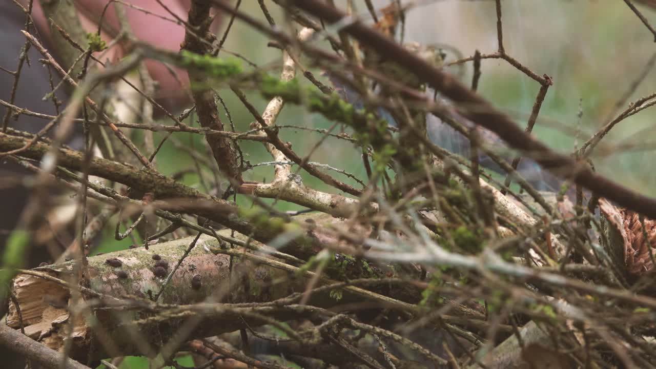 una hoguera de ramas de árboles durante el otoño