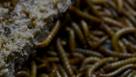 The-Mealworm-is-a-species-of-Darkling-Beetle-used-to-feed-pets-like-fish,-snakes,-birds,-and-frogs