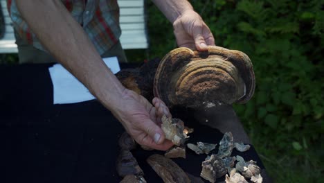 Herbalist-showing-dried-Red-Belted-Polypore-mushroom-samples